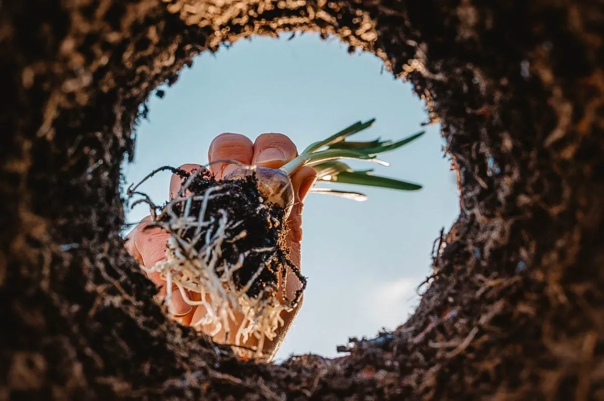 Hand planting a small sprout into the soil, symbolizing self-sufficiency and sustainable living.